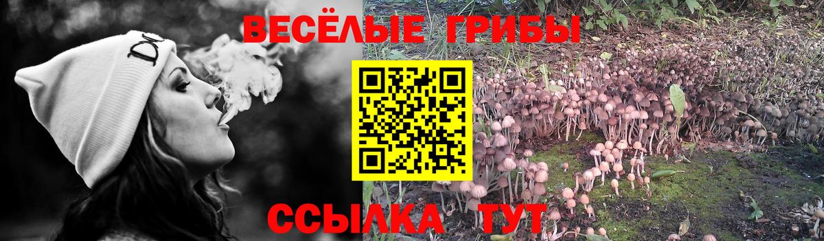 Галлюциногенные грибы Psilocybe Усолье-Сибирское